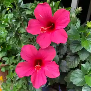 豊景神社の自然(2021年08月24日(火) 06時27分58秒投稿)