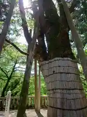 白山比咩神社の自然