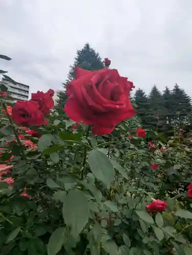 駒込妙義神社(東京都)