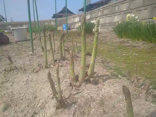 雨竜　専福寺(北海道)
