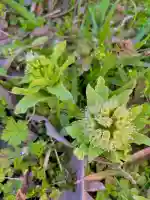 蚊里田八幡宮の{uncategorized: "未分類", other: "その他", undefined: "問題あり", building: "その他建物", grave: "お墓", sacred_gate: "鳥居", guardian: "狛犬", statue: "像", buddha: "仏像", history: "歴史", nature: "自然", garden: "庭園", animal: "動物", pagoda: "塔", temizu: "手水舎", mountain_gate: "山門・神門", sanctuary: "本殿・本堂", subordinate: "末社・摂社", art: "芸術", scenery: "景色", jizo: "地蔵", ema: "絵馬", goshuin: "御朱印", omikuji: "おみくじ", items: "授与品その他", amulet: "お守り", goshuincho: "御朱印帳", eats: "食事", festival: "お祭り", votive_dance: "神楽", shichigosan: "七五三参", wedding: "結婚式", experience: "体験その他", initially: "初詣", around: "周辺", anti_infection: "感染症対策"}