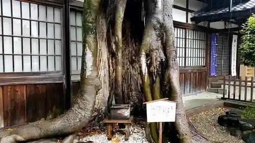 三輪坐恵比須神社の自然