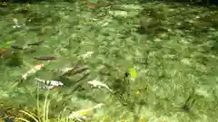 根道神社の動物