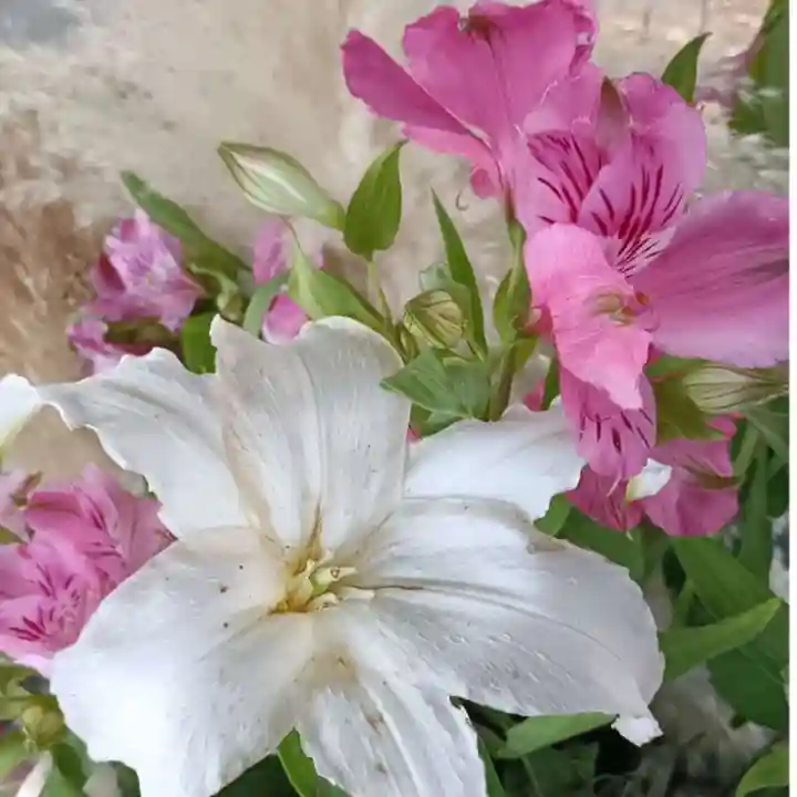 彌彦神社 (伊夜日子神社)(北海道)