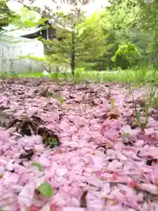厚別神社(北海道)(2023年05月19日(金) 11時20分51秒投稿)