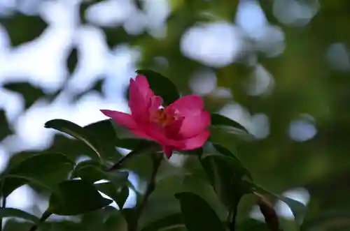 穴八幡宮の自然