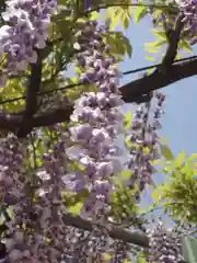 春日神社の自然