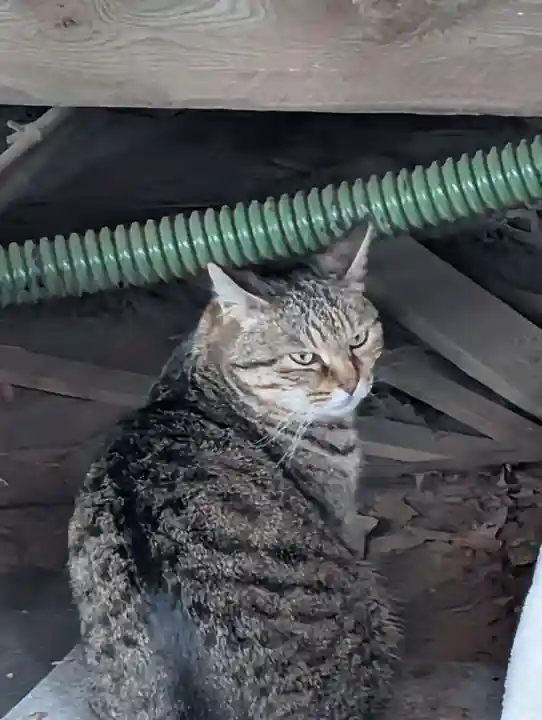 白幡八幡神社(神奈川県)
