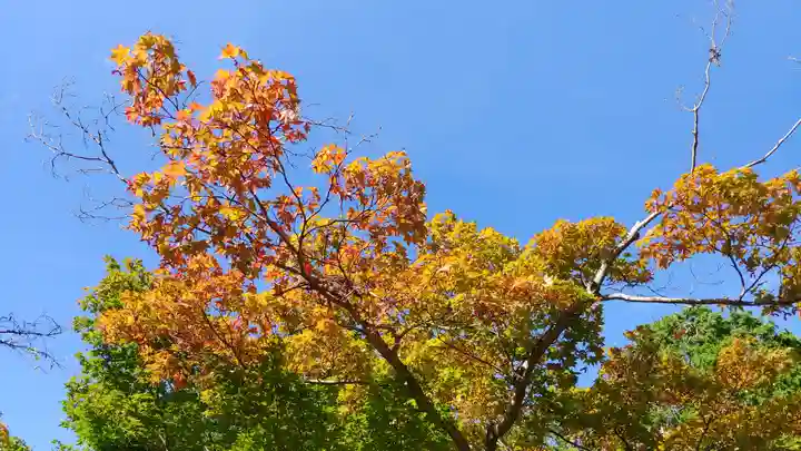 光明寺(粟生光明寺)の自然