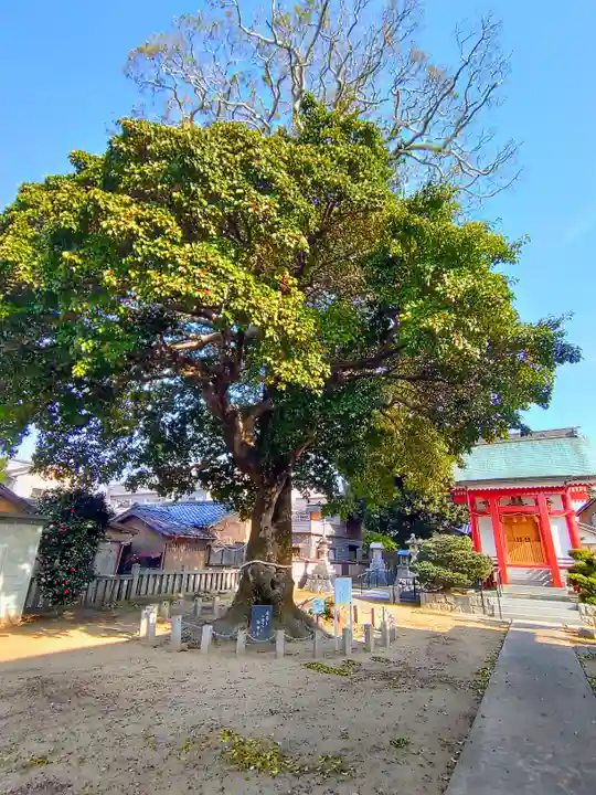 神倉神社の自然