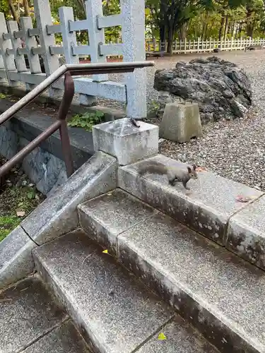 上川神社の動物
