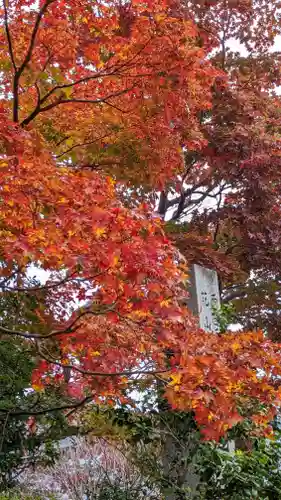 善峯寺(京都府)