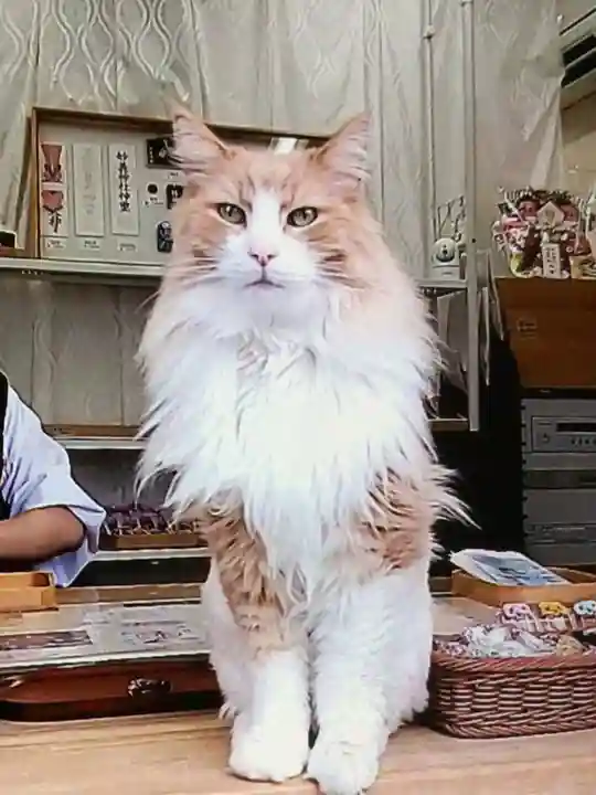 駒込妙義神社(東京都)