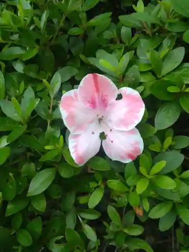 木華佐久耶比咩神社の自然