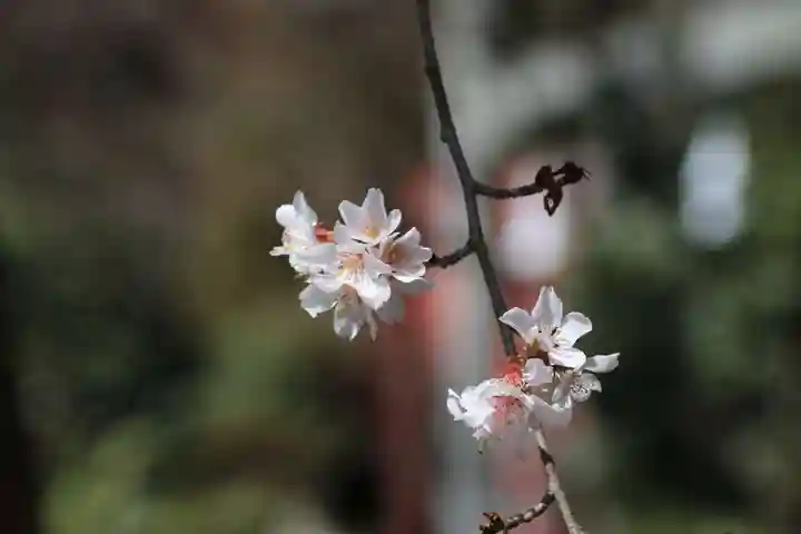 鹿島大神宮の自然