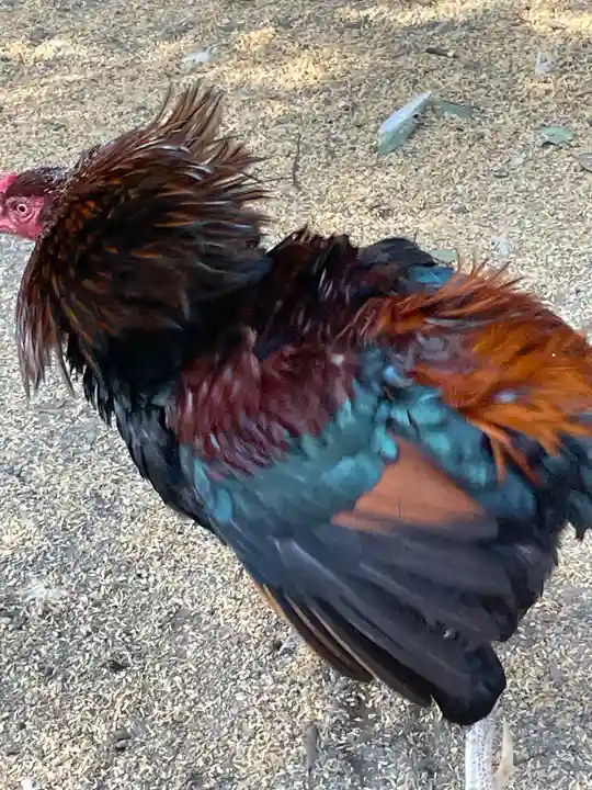 助松神社の動物