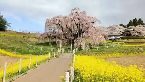 瀧桜神明宮の自然