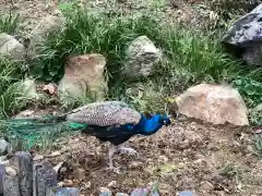 楽法寺（雨引観音）の動物