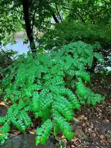 大山祇神社(福岡県)(2022年05月14日(土) 12時22分07秒投稿)