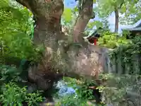 牛嶋天満宮の自然