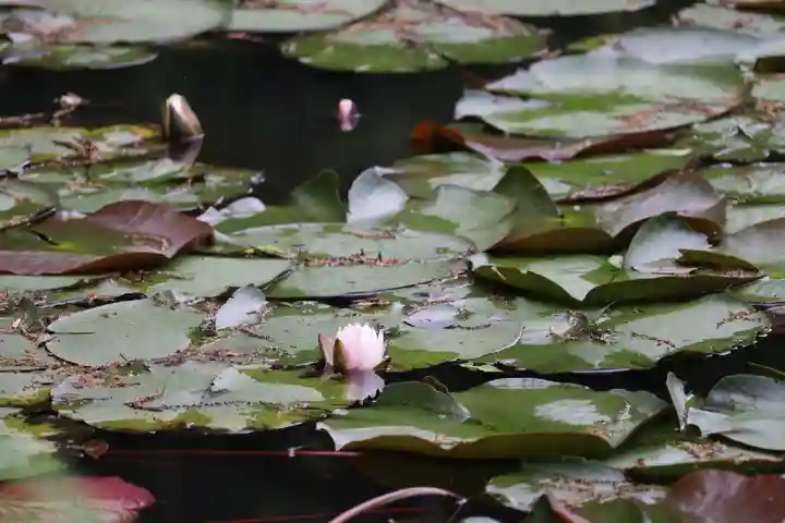 酬恩庵一休寺の自然