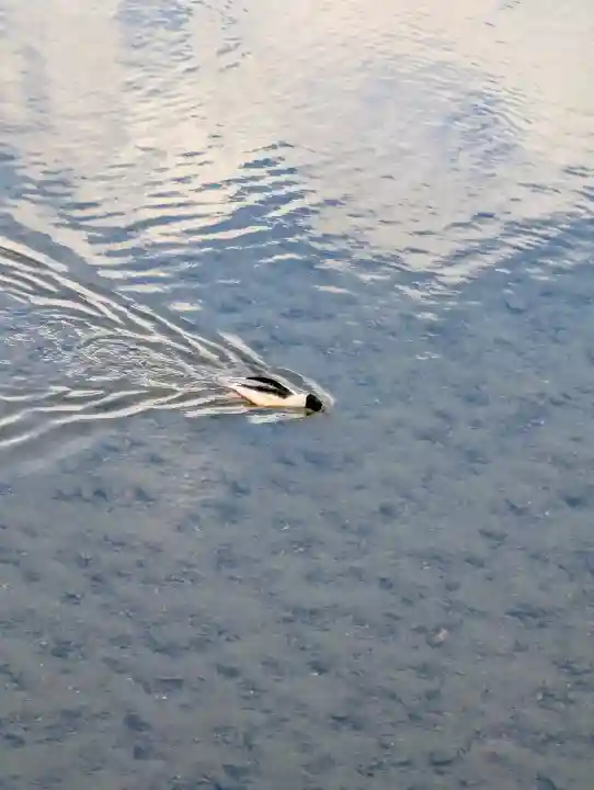 賀茂別雷神社(上賀茂神社)の{uncategorized: "未分類", other: "その他", undefined: "問題あり", building: "その他建物", grave: "お墓", sacred_gate: "鳥居", guardian: "狛犬", statue: "像", buddha: "仏像", history: "歴史", nature: "自然", garden: "庭園", animal: "動物", pagoda: "塔", temizu: "手水舎", mountain_gate: "山門・神門", sanctuary: "本殿・本堂", subordinate: "末社・摂社", art: "芸術", scenery: "景色", jizo: "地蔵", ema: "絵馬", goshuin: "御朱印", omikuji: "おみくじ", items: "授与品その他", amulet: "お守り", goshuincho: "御朱印帳", eats: "食事", festival: "お祭り", votive_dance: "神楽", shichigosan: "七五三参", wedding: "結婚式", experience: "体験その他", initially: "初詣", around: "周辺", anti_infection: "感染症対策"}