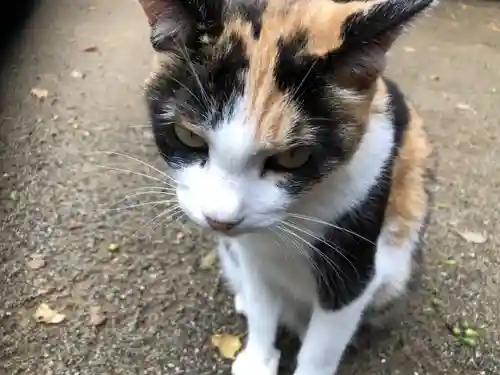 麻賀多神社の動物