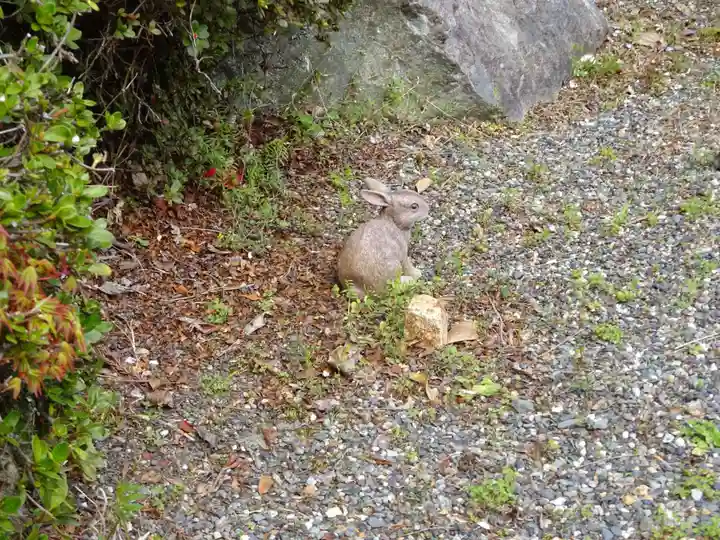 日蓮宗 総本山 塔頭 定林坊(じょうりんぼう)の狛犬