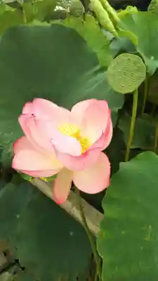 八幡神社の自然