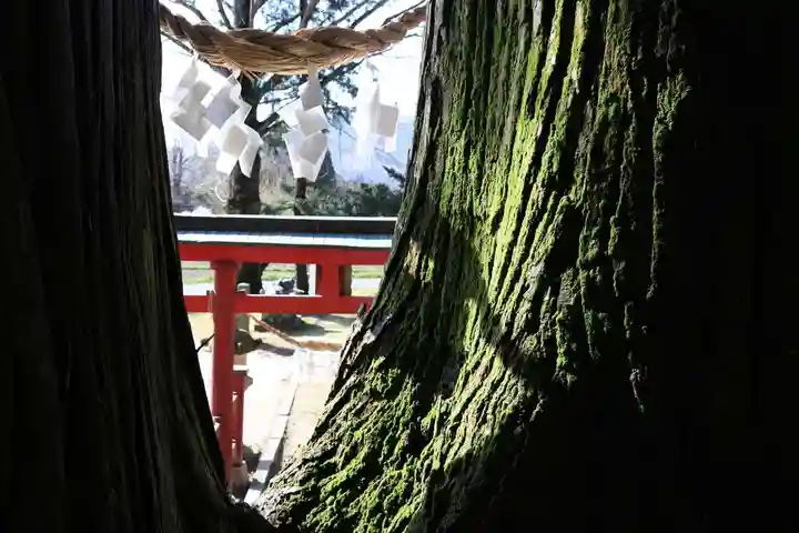 菅布禰神社の自然