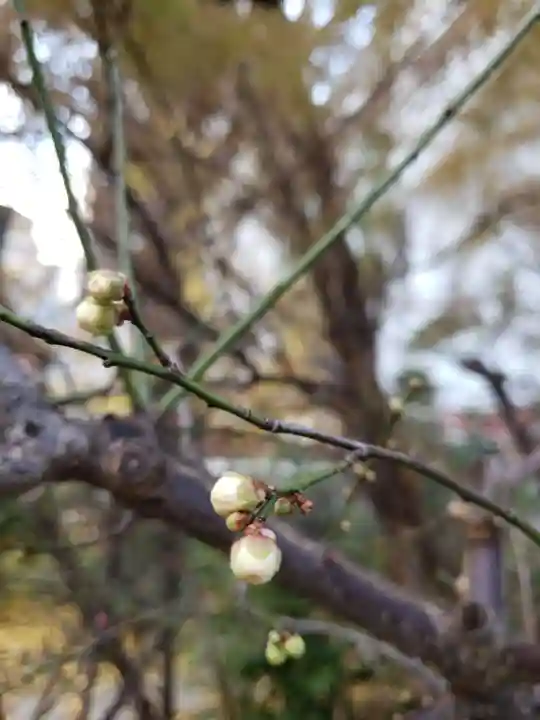 成子天神社の自然