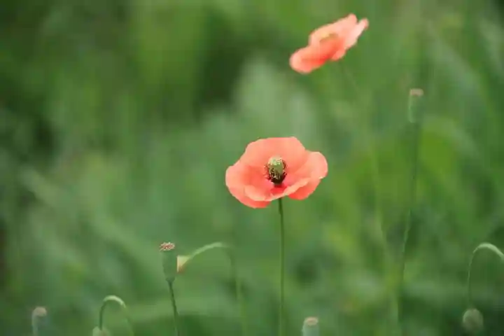 阿久津「田村神社」(郡山市阿久津町)旧社名:伊豆箱根三嶋三社の自然