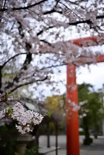 稲毛神社の自然