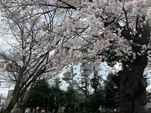新田稲荷神社の自然