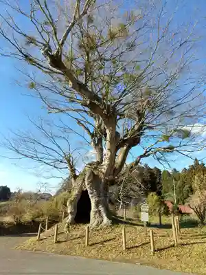 高尾神社の自然