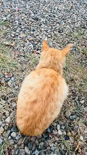 出雲大社(島根県)
