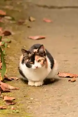 若宮神社(高知県)