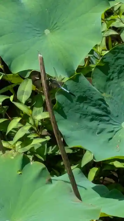 智積院(京都府)