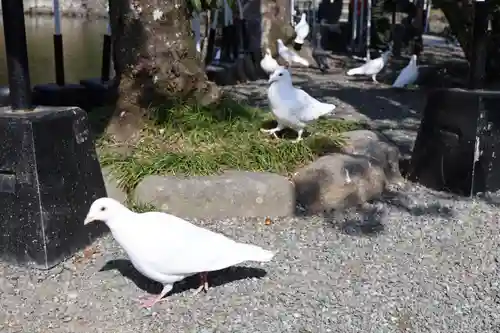鶴岡八幡宮の動物