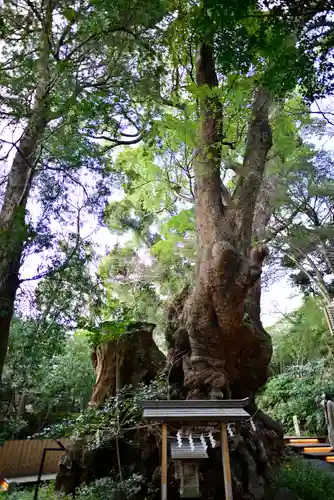 來宮神社(静岡県)