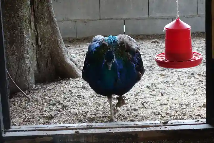 田中神社の動物