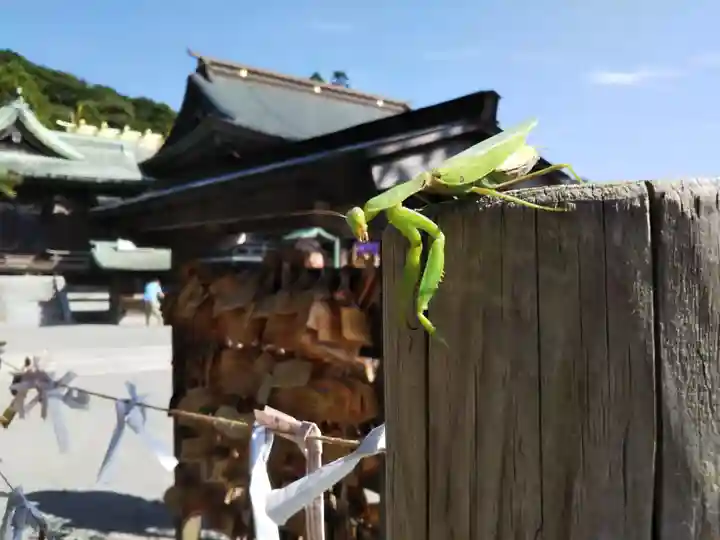 宮地嶽神社の動物