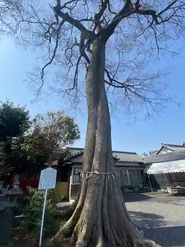 神館飯野高市本多神社の自然