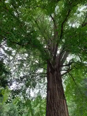 戸隠神社の自然