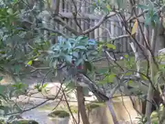 孫太郎稲荷神社（薬師寺境内社）の自然