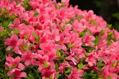 野見神社(大阪府)