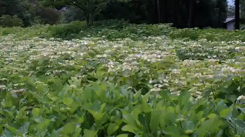 三室戸寺の自然