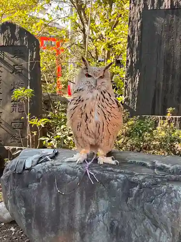 馬橋稲荷神社の動物