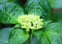 三津厳島神社の自然
