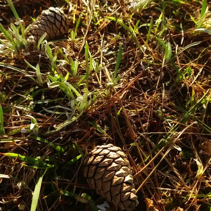 神明社(国府宮神明社)の自然